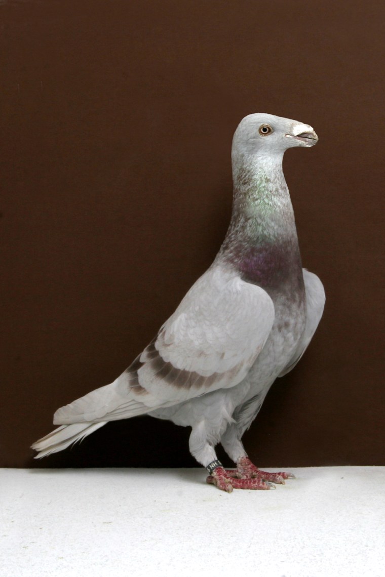Grand National Pigeon Show champions