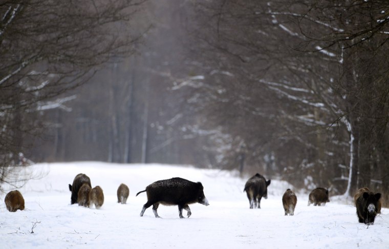 Image: Wild boars walk in forest of state radiation ecology reserve in 30-km exclusion zone around Chernobyl nuclear reactor near village of Babchin