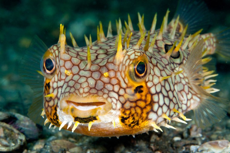 Munder Fish 2011's top underwater shots