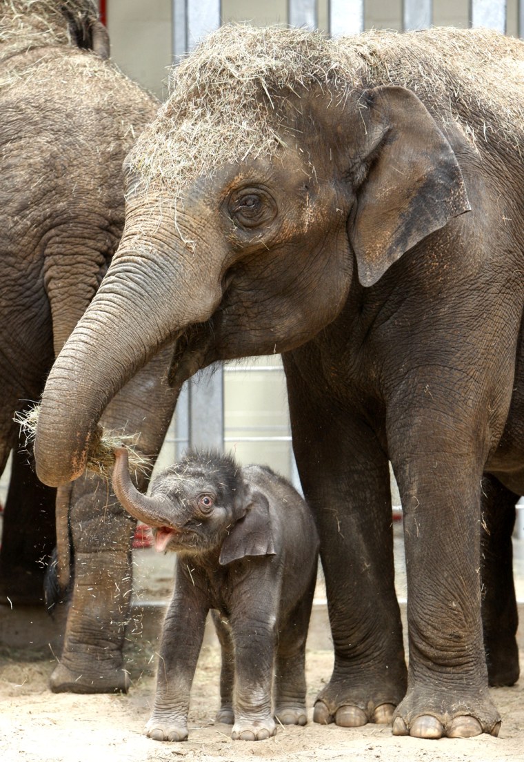 Image: An Asian elephant calf, born at the Oklahoma City Zoo in April is seen with her mother, Asha