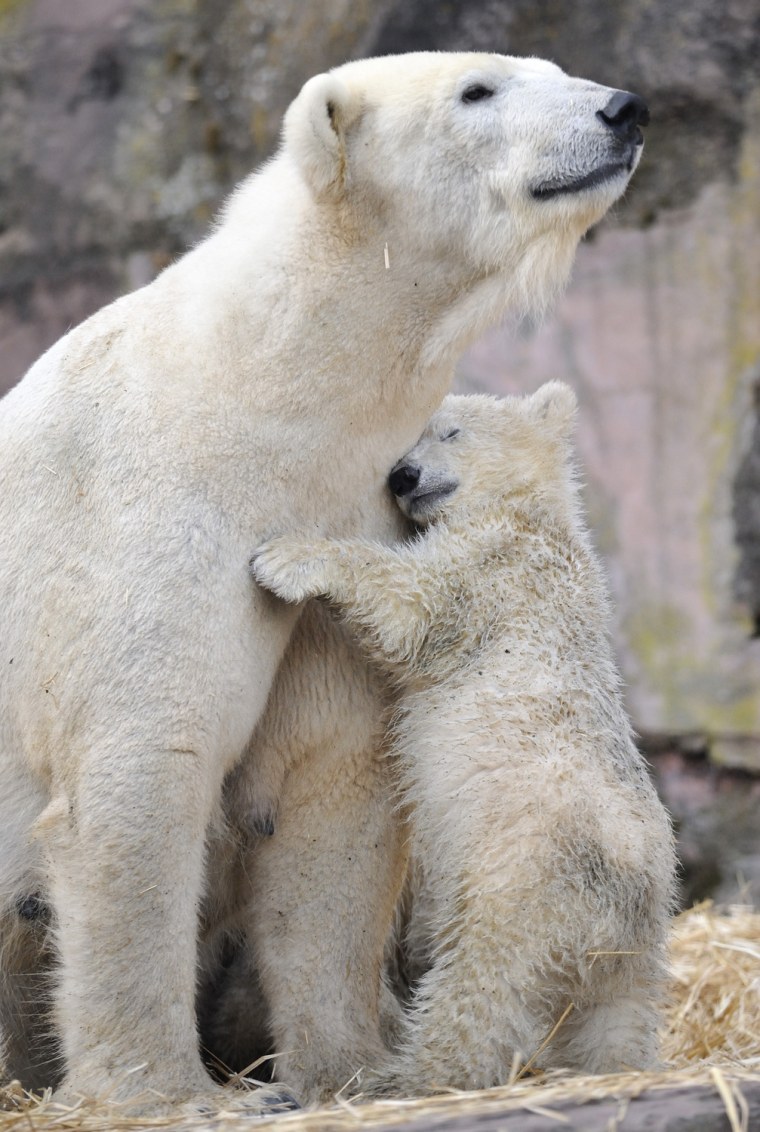 Image: Polar bear cubs Aleut and Gregor enjoy the outdoors under supervision of mother Vera