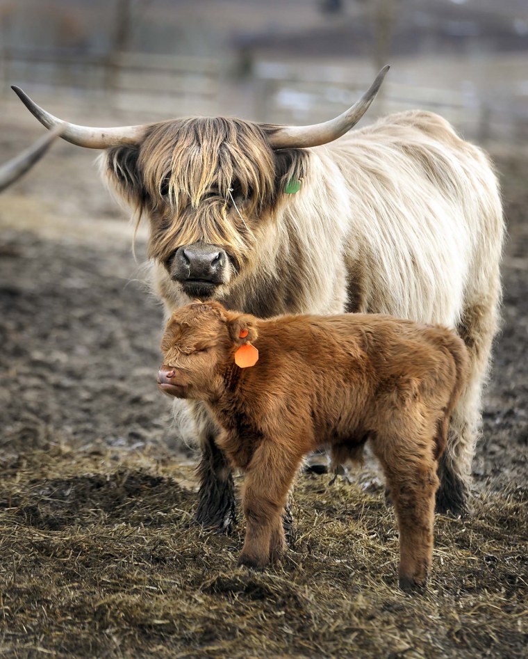 Image: A Scottish Highland cow and her calf stand in a pasture on Bridger Canyon Road
