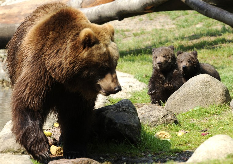 Image: Kamchatka Brown Bear Mascha and her three-month old bears Wanja and Misho are pictured in Hagenbecks zoo in Hamburg