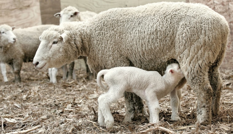 Image: A ewe feeds a lamb that is less than a week old