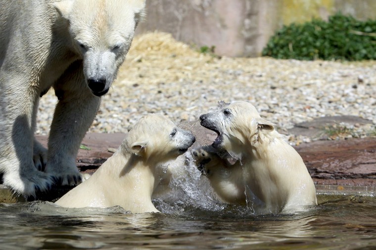 Image: Polar bear twins 'Aleut' and 'Gregor' play in the water next to their mother 'Vera' at the animal park in Nuremberg, Germany