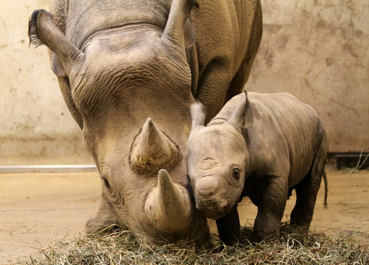 Image: Black rhinoceros calf and its mother Kati Rain snuggling in their enclosure at the Saint Louis Zoo