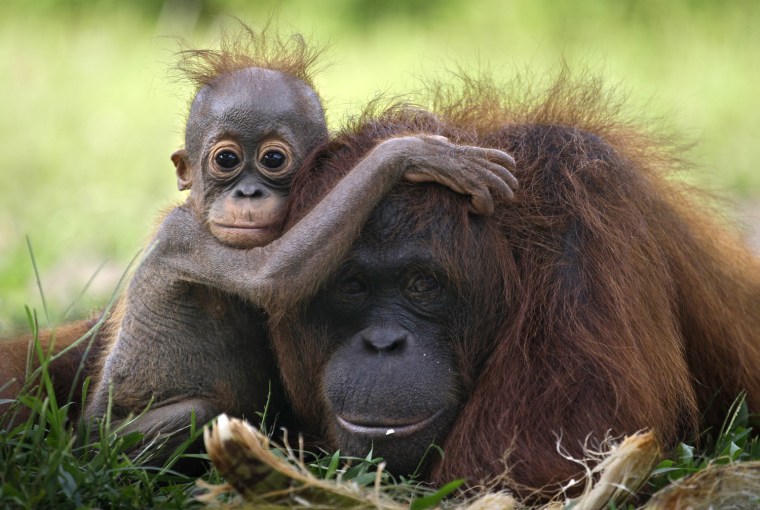 Image:  baby orangutan clings onto its mother at a release site in Tanjung Hanau, Central Kalimantan, Indonesia