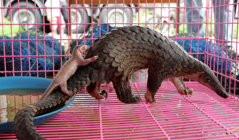 Image: A newborn  baby pangolin with its mother