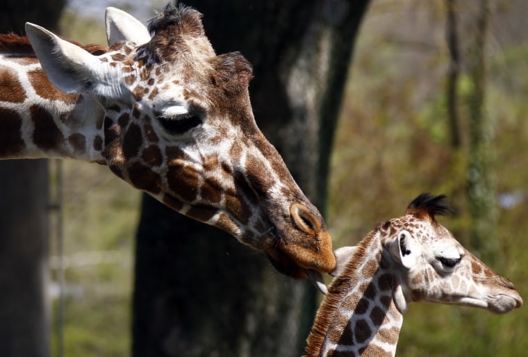 Image: A two weeks old giraffe baby cuddles with its mother Kabonga in his enclosure at the Tierpark Hellabrunn in Munich