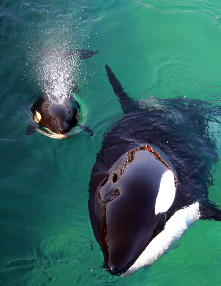 Image: Wikie a killer whale swims with her calf in Marineland aquatic park in Antibes