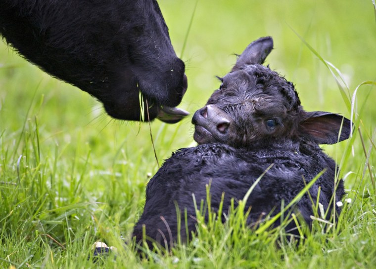 Image: An hours-old calf gets a lick from its mother in a pasture on a ranch near Oakland, Oregon