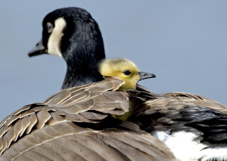 Image: A newly hatched wild Canada goose gosling yawns while snuggling in the feathers of its parent