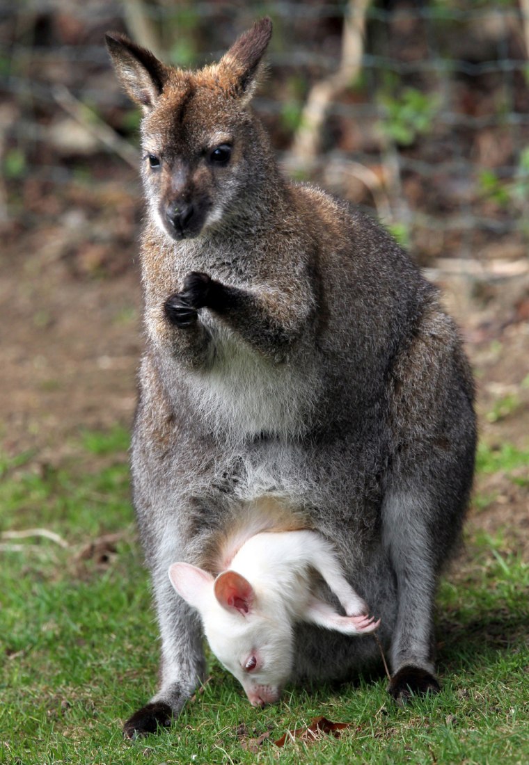 Image: Bennett's wallaby baby Albert peers out