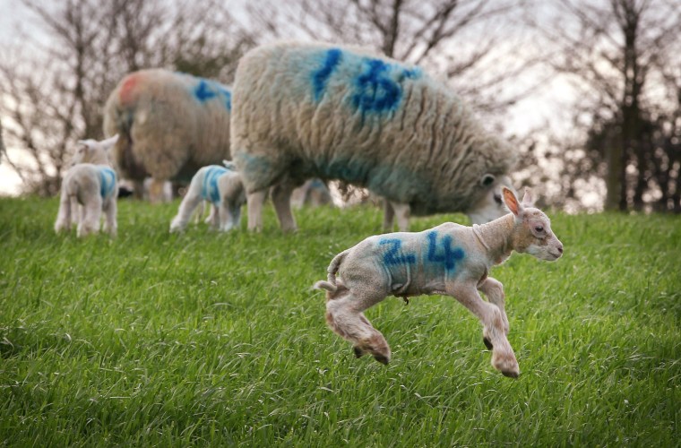 Image: Newborn lambs play after being released into a field for the first time at Barracks Farm