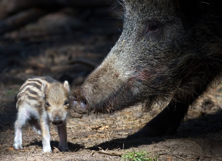 Image: A young boar stands next to its mother