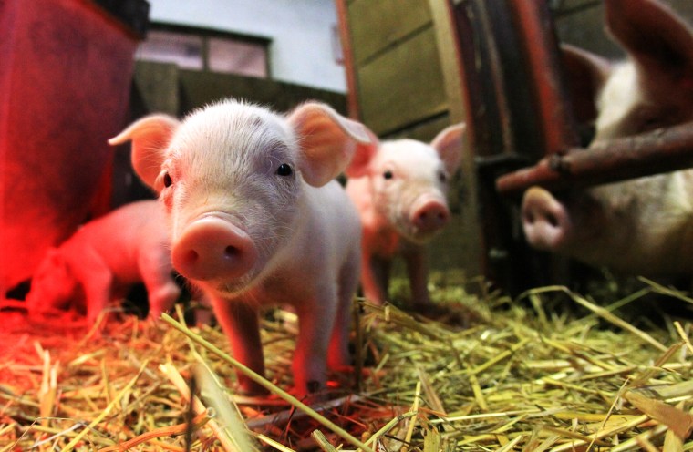 Image: Young pigs are seen in their pen at the Ebsen organic farm