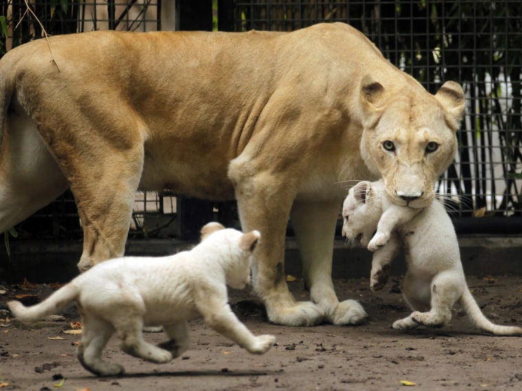 Image: A white lioness named Sofia holds one of its three one-month-old cubs in its enclosure at the Buenos Aires zoo