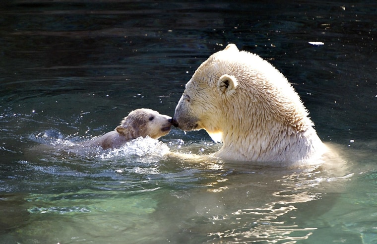 Image: Polar bear Malik swims with her four-month old cub for the first time