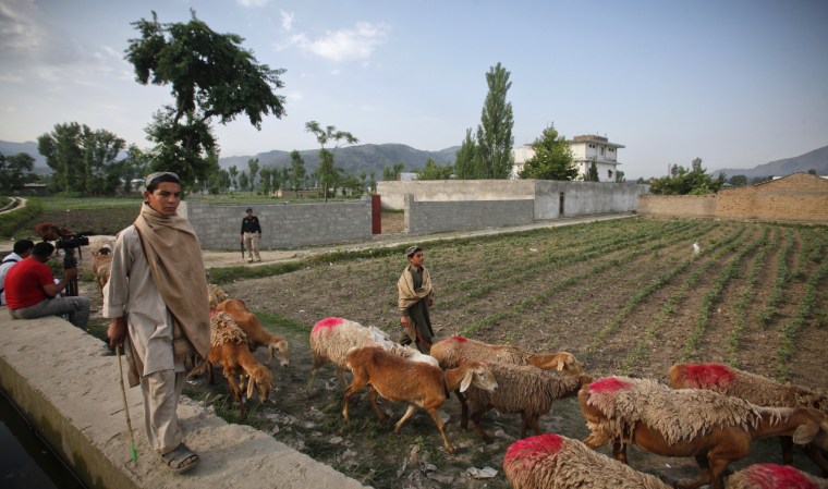 Image: Boys herd sheep past the compound where al Qaeda leader Osama bin Laden was killed in Abbottabad