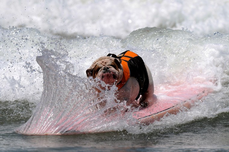 Image: US-FEATURE-SURF-DOG