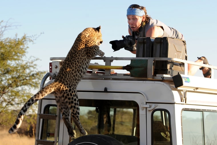 Image: Leopard Confronts Photographer