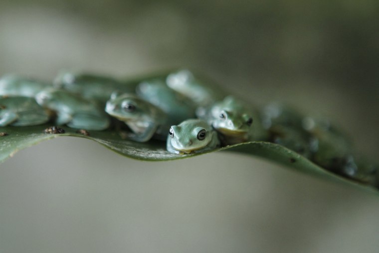 Image: Tree frogs sit on a leaf at an amphibian feeding camp outside Hanoi