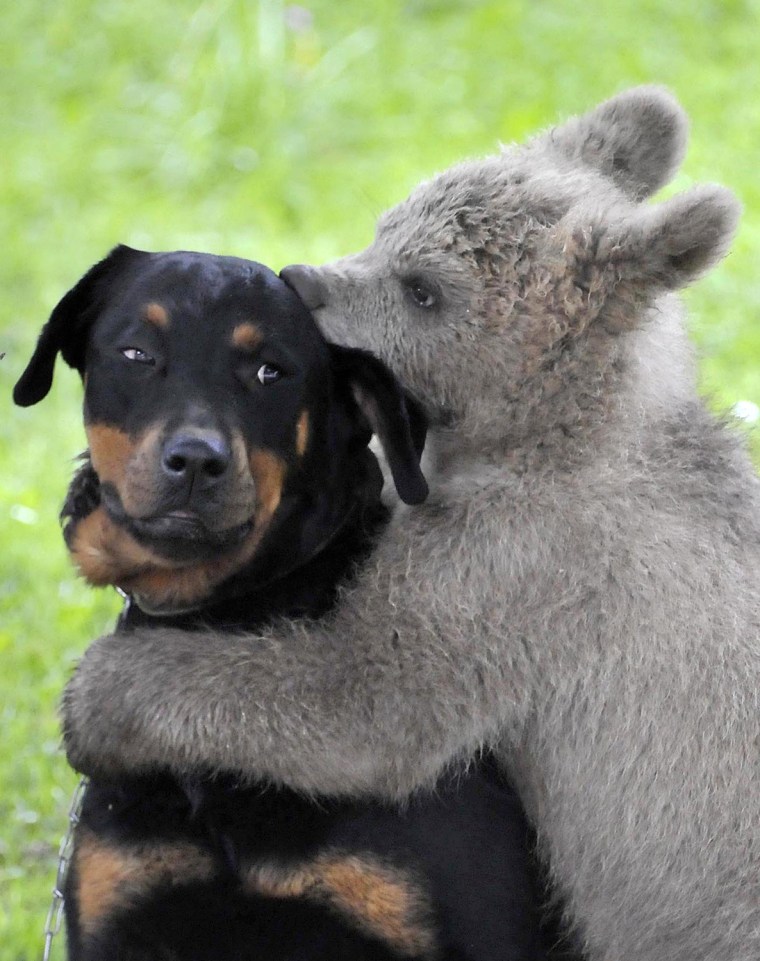 Image: Brown bear cub Medo plays with the Logar family dog in Podvrh village, central Slovenia