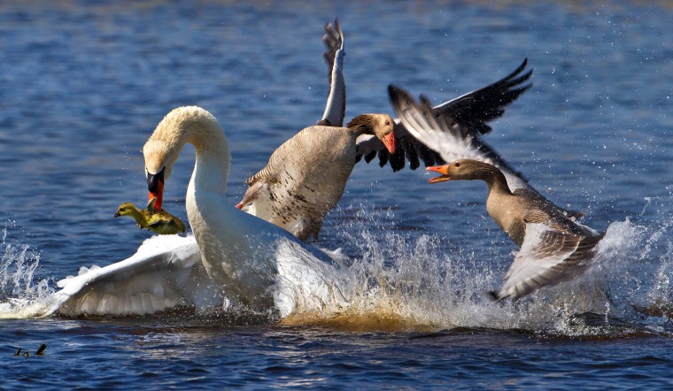 Image: Swan Tries To Steal Gosling