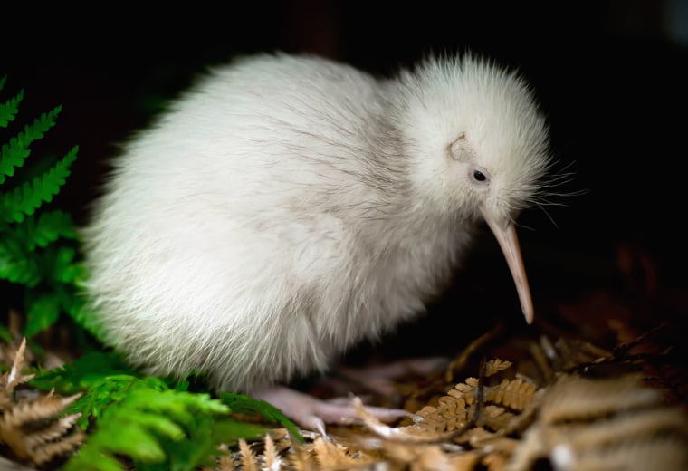 Image: Rare Kiwi Chick Moves Into Outdoor Enclosure