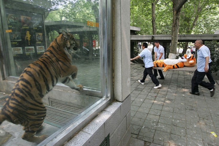 Image: A tiger looks at zoo employees carrying \"Tigger\" on a stretcher during a drill of tigers escaping at Chengdu Zoo