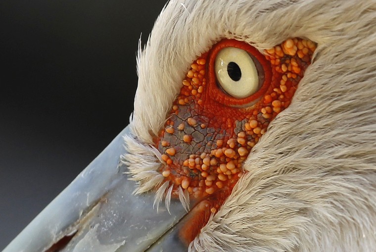 Image: Maguari Stork is pictured at the Berlin Zoo