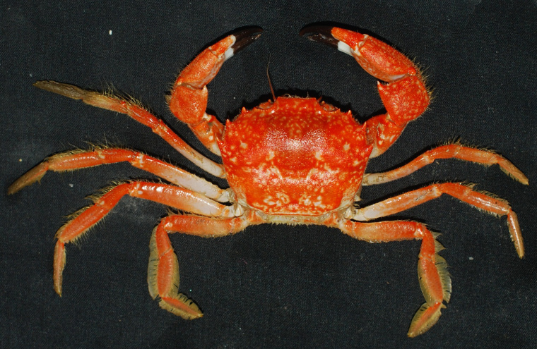 A likely new species of Carcinoplax crab from the deep sea.