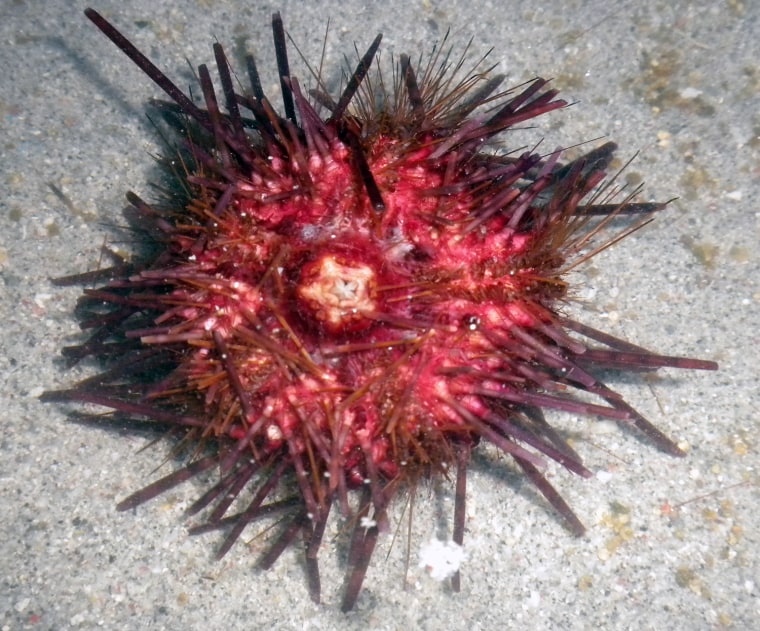 A potential new species of the urchin Echinothrix, with a distinctive red color that differentiates it from the more brownish, white-banded Echinothrix calamaris.