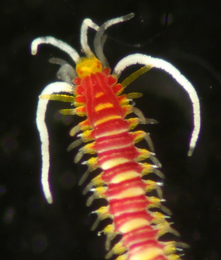This worm, a likely new species of the genus Myrianida, was found in coral rubble during the California Academy of Sciences' 2011 Philippine Biodiversity Expedition.
