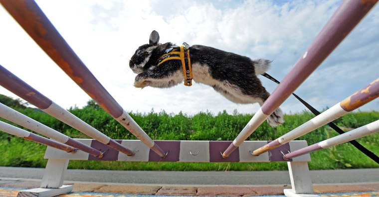 Image: Rabbit sports in Germany