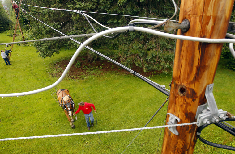 Image: Claude Desmarais and his Belgian draft horse Fred pull fiber optic cables between utility poles in East Burke