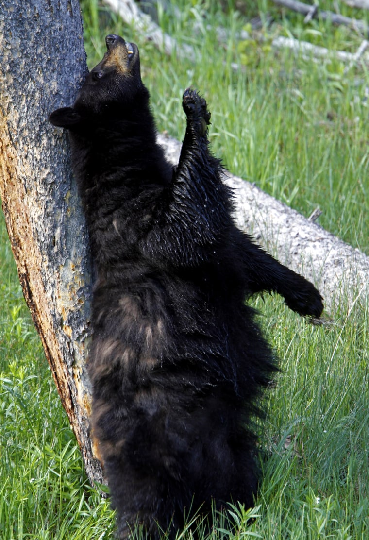 Image: A black bear rubs itself against a tree near the Rainy Lake near Tower Fall in Yellowstone National Park, Wyoming