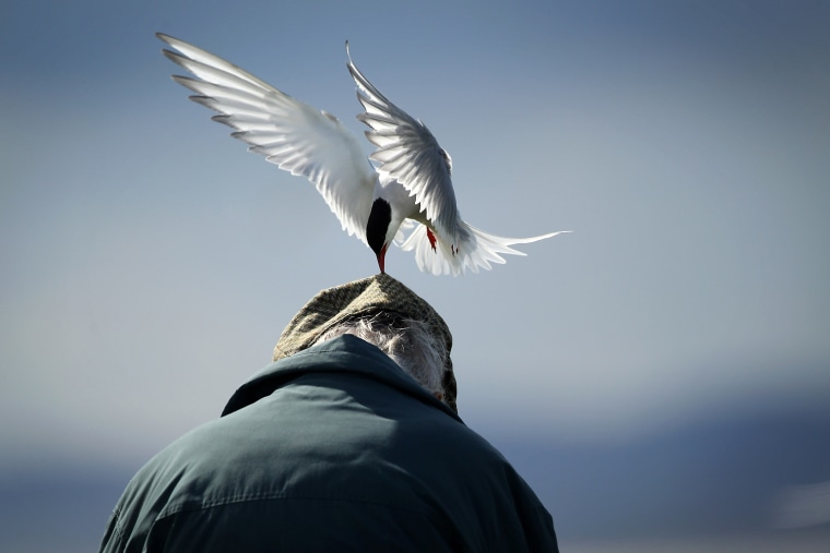 Image: Visitors Enjoy The Wildlife At The Farne Islands