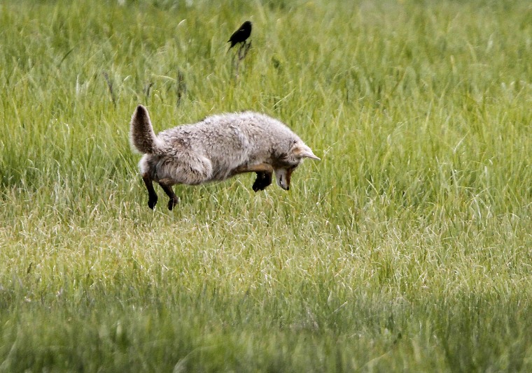 Image: A coyote hunts at the Lamar Valley in Yellowstone National Park, Wyoming
