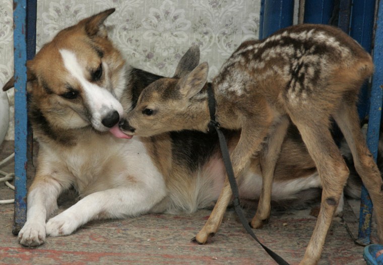 Image: A dog called \"Shura\" licks an orphaned roe deer it has befriended in the Simferopol zoo in Crimea