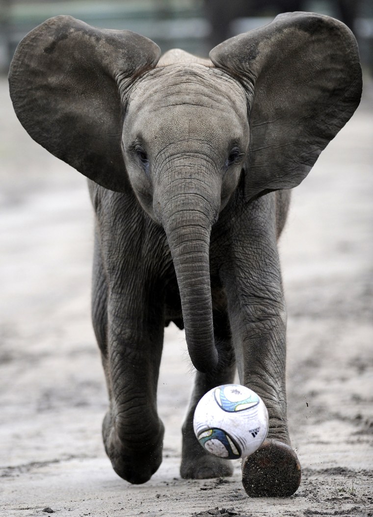 Image: Young elephant 'Nelly' kicks football during event to predict result of upcoming Women's World Cup soccer match at safari-park in Hodenhagen