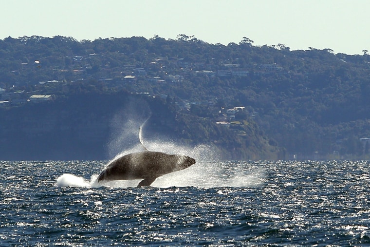 Image: Whale Watching Season Underway In Sydney
