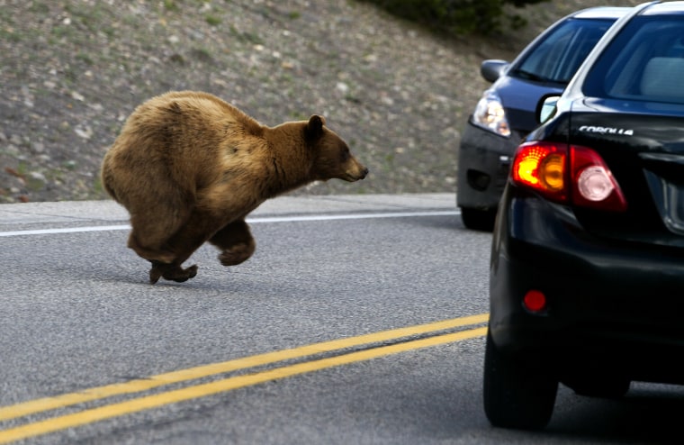 Image: A cinnamon black bear, a subspecies of the American black bear, runs between cars near Madison in Yellowstone National Park