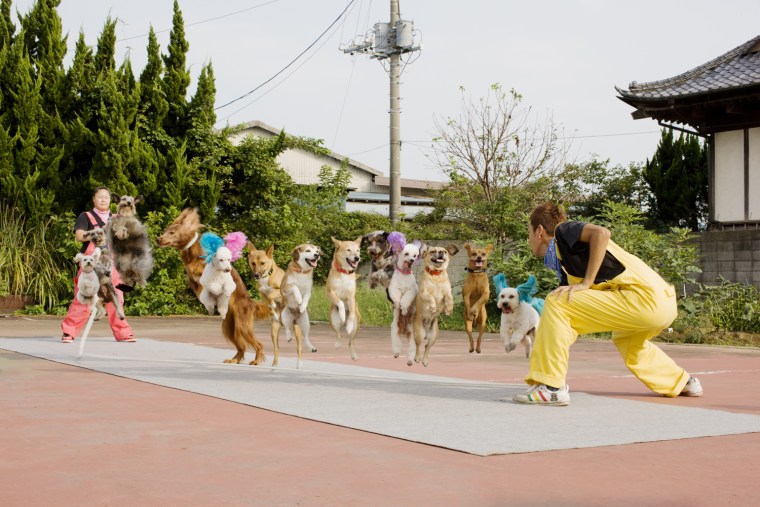 Most Dogs Skipping on The Same Rope
Super Wan Wan Circus
Guinness World Records 2010
Photo Credit: Shinsuke Kamioka/Guinness World Records
Location: Tokyo, Japan