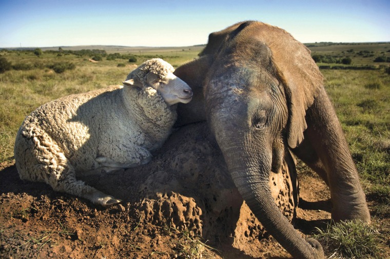UKH
Mandatory Credit: Photo by Caters News Agency Ltd / Rex USA ( 448317h )
Sheep Albert with baby elephant Themba
Unlikely friendship between a sheep and an orphaned baby elephant, Shamwari Wildlife Rehabilitation Centre, Eastern Cape, South Africa - Nov 2008
Vets at a wildlife reserve in South Africa have been taken by surprise after a baby elephant struck up an unlikely friendship with a sheep. Six-month-old baby elephant Themba was close to death after being orphaned and abandoned by his herd. Unable to care for himself or feed himself the little elephant was wasting away when observers from the Sanbona Wildlife Reserve took the difficult decision to rescue him. However, it was still touch and go whether the young elephant would pull through until Albert the sheep came to the rescue. With a companion to share things with Themba soon started to recover and the two are now firm friends who do everything together. The ultimate aim is to reintegrate Themba back into a wild herd when he is old enough.