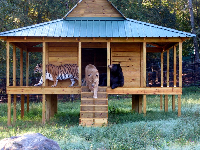 Meet The Lion, Tiger and Bear Living Like Brothers