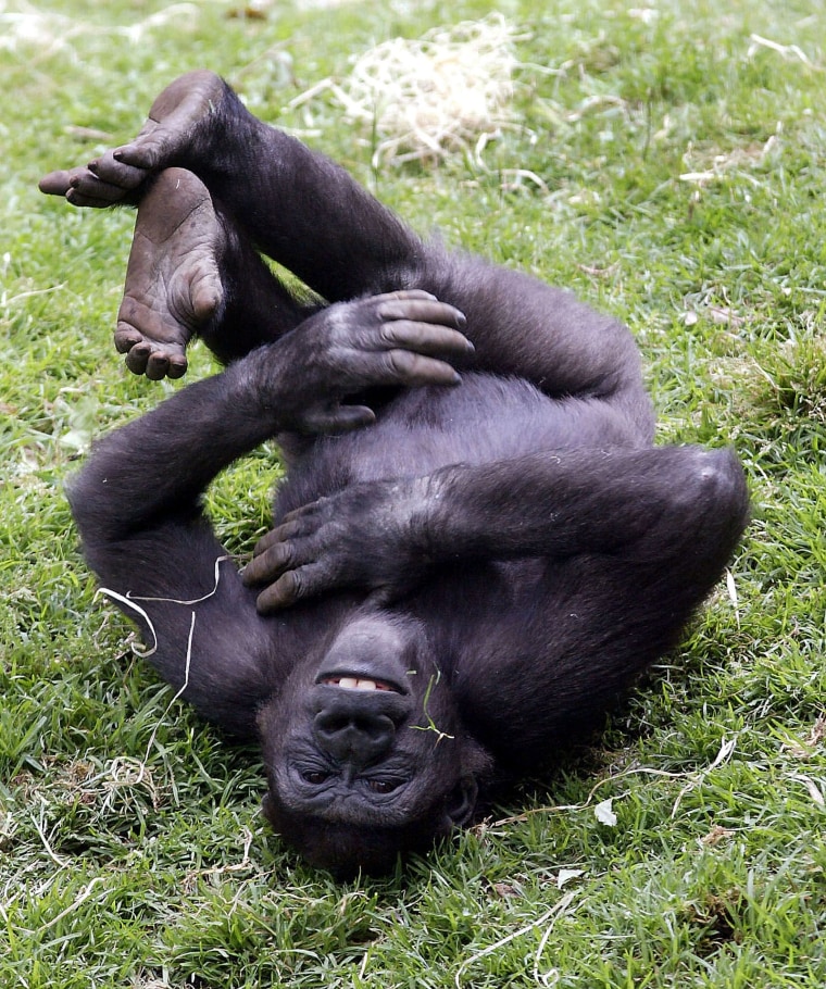 5 yrs old Yakini in the Gorilla Enclosure at Melbourne Zoo, Australia - 23 Nov 2004
