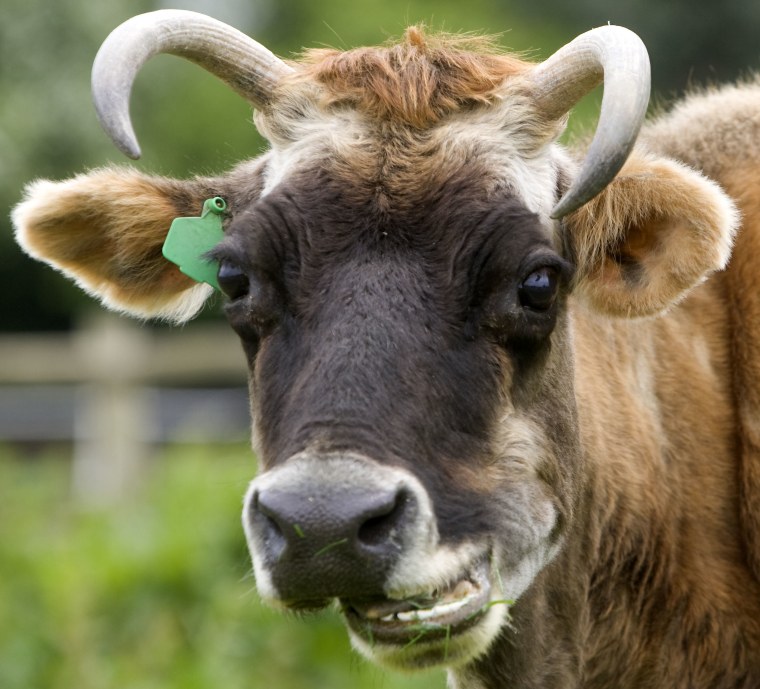 37-year-old Dolly, who is thought to be the oldest cow in Britain, Mistley Place Park Animal Rescue Centre, Essex, Britain - 15 May 2008