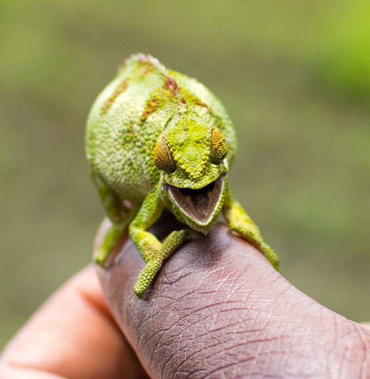 Smiling chameleon at Volcanoes National Park, Rwanda, Africa - 26 Sep 2011
