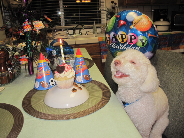 Riley the smiling dog second birthday, San Jose, America - 18 Jan 2011